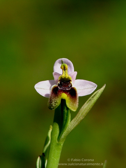 Ophrys tenthredinifera